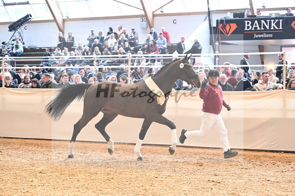 Kat.-Nr. 14 v. Cornet_s Balou (Balou du Reventon Z)_Keitel und Laue_3265240 | hf-fotografie - Realisiert mit Pictrs.com