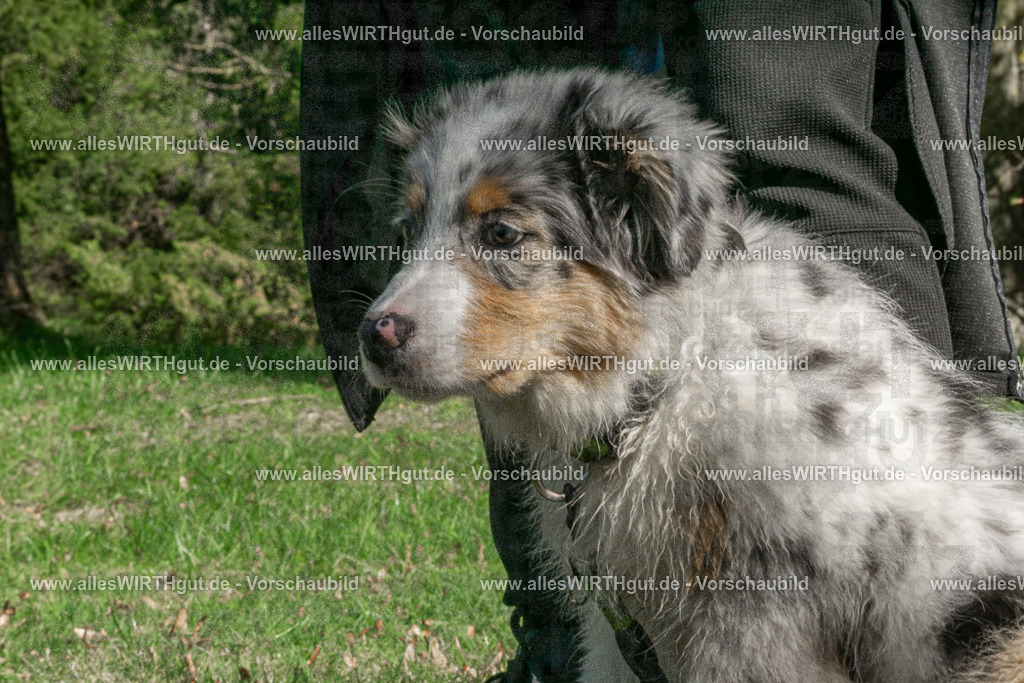 Hundeschwimmen_Volksbad_2026-allesWIRTHgut_Tierfotografie-2609061511-DSC00052 | Professionelle Tierfotografie in Mönchengladbach von Daniel Wirth (allesWIRTHgut). Liebevolle & natürliche Bilder von Hunden & Katzen für unvergessliche Erinnerungen.