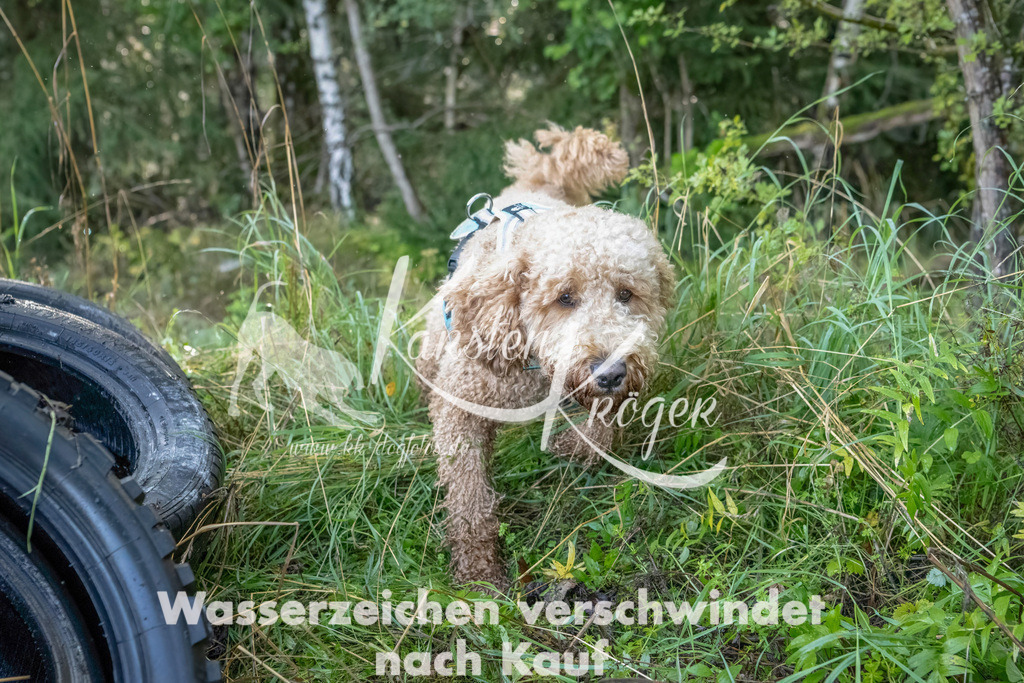 1017_ZZ94259-Bearbeitet | kk-dogfotos