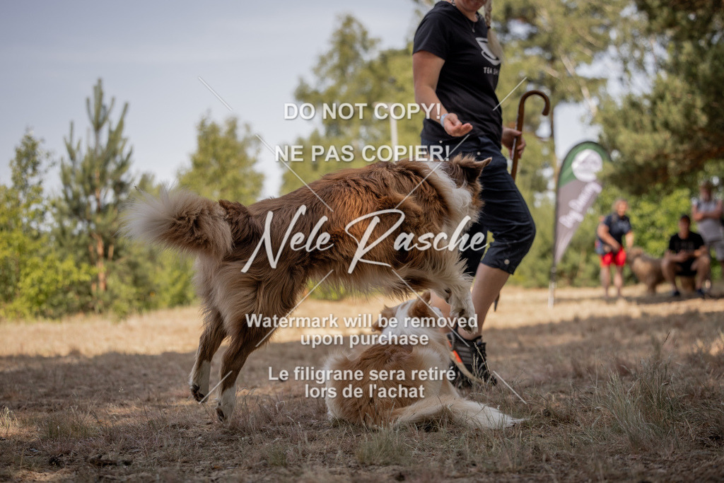 nelerasche_soDD2_162 | nelerasche