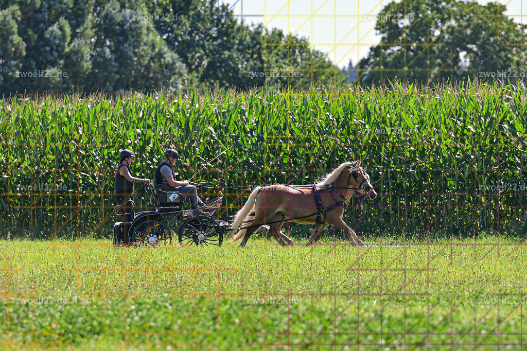 30 Jahre RFV Pulsnitz e.V., Pulsnitz am 09.08.2026 | 30Jahre Reit- und Fahrverein Pulsnitz e.V., Pulsnitz am 08.08.2026Zur 28. breitensportlichen Veranstaltung des RFV Pulsnitz e.V. fanden verschiedene Wettbewerbe in nahezu allen Disziplinen des Pferdesport statt.- Geländefahr-Wettbewerb - Realisiert mit Pictrs.com