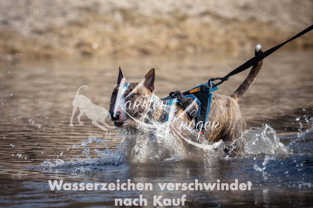1159_ZZ97956 | kk-dogfotos