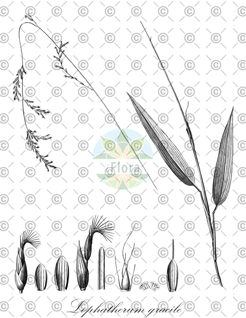 HistAbb_wfo-0000769450_1_ENZY_Simple | Historische Abbildung von Lophatherum gracile - Poaceae | Historical Illustration of Lophatherum gracile - Poaceae