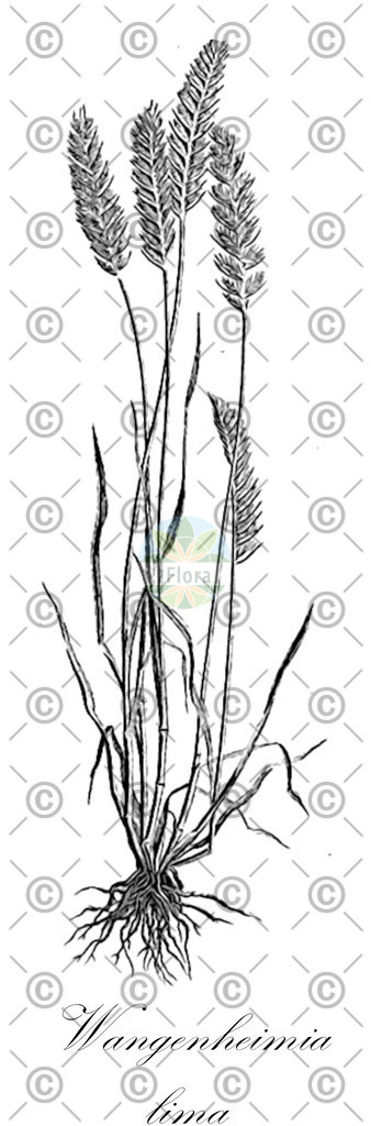 HistAbb_wfo-0000333878_1_ENZY_Simple | Historische Abbildung von Wangenheimia lima - Poaceae | Historical Illustration of Wangenheimia lima - Poaceae