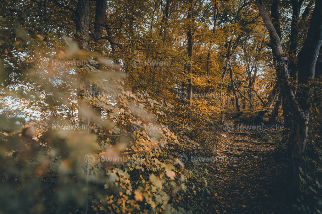 DANIEL-GIMMER-PHOTOGRAPHY_LOEWENBLICKE_0238 | löwenblicke | shop