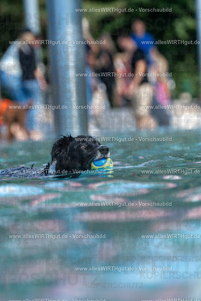 Hundeschwimmen_Volksbad_2026-allesWIRTHgut_Tierfotografie-2609061221-FAY06455 | Professionelle Tierfotografie in Mönchengladbach von Daniel Wirth (allesWIRTHgut). Liebevolle & natürliche Bilder von Hunden & Katzen für unvergessliche Erinnerungen.