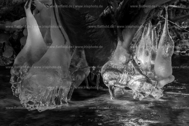 Eisglocken | Naturfoto von Eisskulpturen - Gesehen am Liederbach im Taunus.