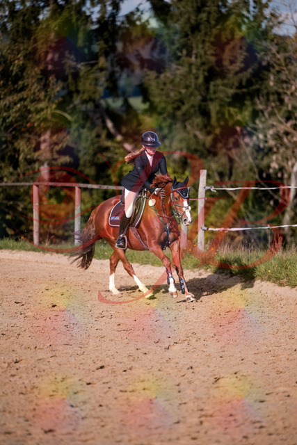 2026_10_03_Siefer-Hof_155828_Z81_78541920 | Professionelle Reitsport-, Turnier- und Eventfotografie von Robert Broda. Galerien mit ausgewählten und bearbeiteten Bildern direkt online ansehen und bestellen.