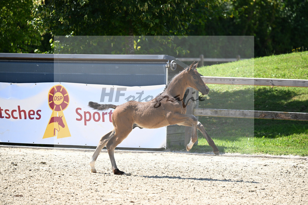 Bordeaux x Vitalis_HF_Lechl_29240622 | hf-fotografie - Realisiert mit Pictrs.com