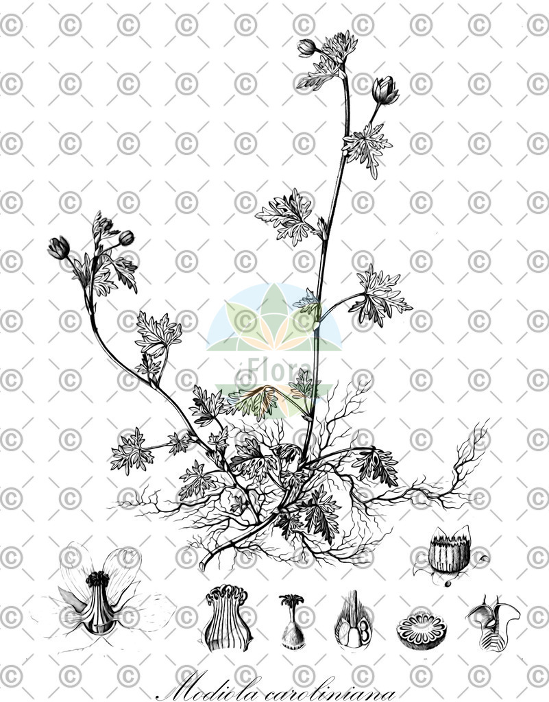 HistAbb_wfo-0001266471_2_ENZY_Simple | Historische Abbildung von Modiola caroliniana - Malvaceae | Historical Illustration of Modiola caroliniana - Malvaceae