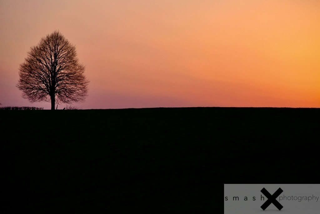 Sunset-Tree 01 | St.Gallen (Switzerland/Schweiz)