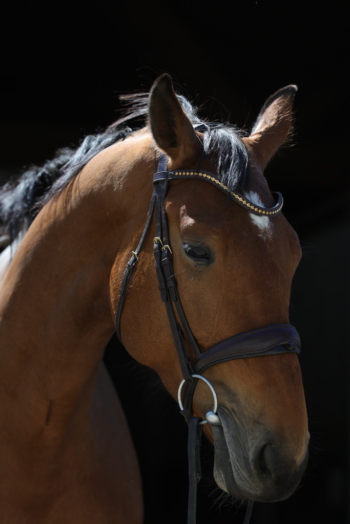 0P6A8917 | Willkommen bei Brunnmayr - Design & Fotografie – Ihrem Spezialisten für Reitturniere und Pferdeveranstaltungen in Oberösterreich, Salzburg und Bayern! Seit über 17 Jahren sind wir leidenschaftlich dabei.