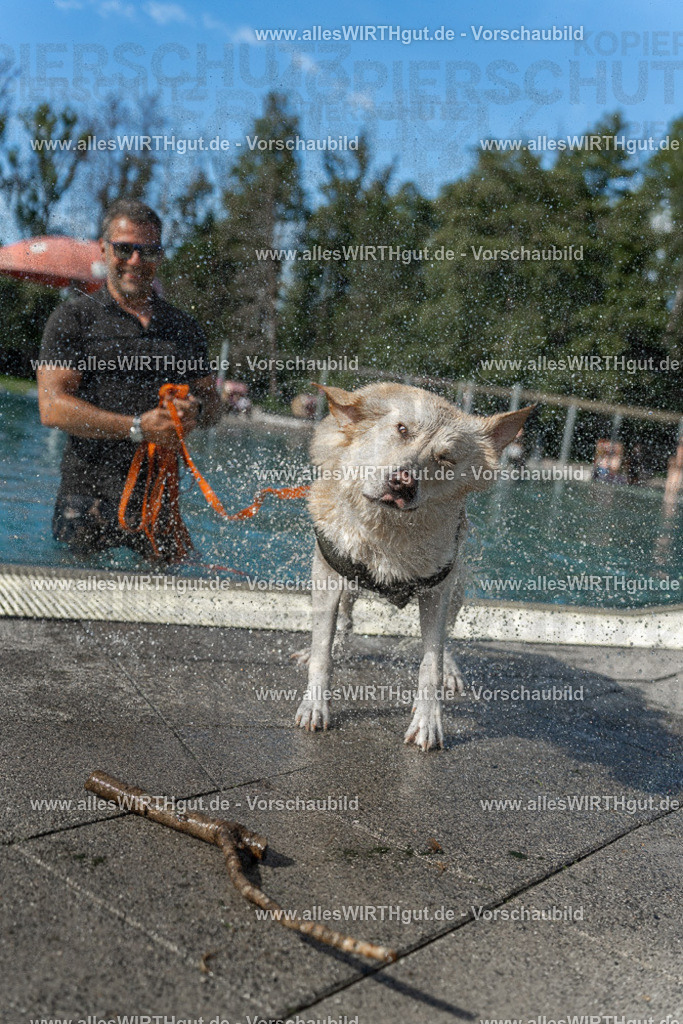 Hundeschwimmen_Volksbad_2026-allesWIRTHgut_Tierfotografie-2609061544-7R501769 | Professionelle Tierfotografie in Mönchengladbach von Daniel Wirth (allesWIRTHgut). Liebevolle & natürliche Bilder von Hunden & Katzen für unvergessliche Erinnerungen.