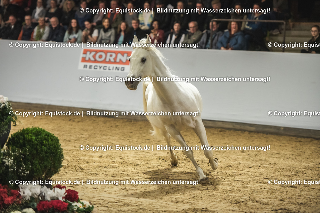 20240302_Hengstvorstellung_Marbach_TOMsPiC_1166 | equistock
