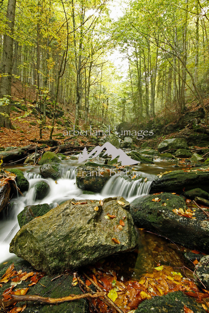 _MG_1640a | wilder Bachlauf