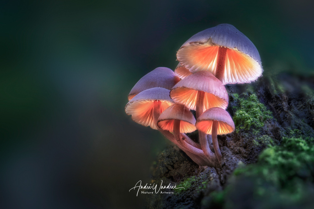 Leuchtpilz (11) | Andre Wandrei - Nature Artworx - Realisiert mit Pictrs.com