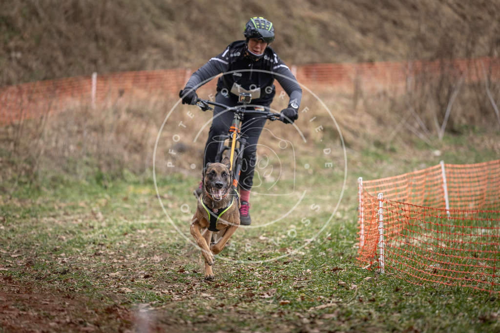 Pfotenfotografie_DV3A6251 | Hundefotografie, Tierfotograf, Pfotenfotografie, Fotoshooting Hund, Hunde Portrait, Hundesport, Hundeportraits, Heideshooting, Hunde, Sportfotograf, Hundefotograf, Turnierhundsport, THS,  - Realisiert mit Pictrs.com