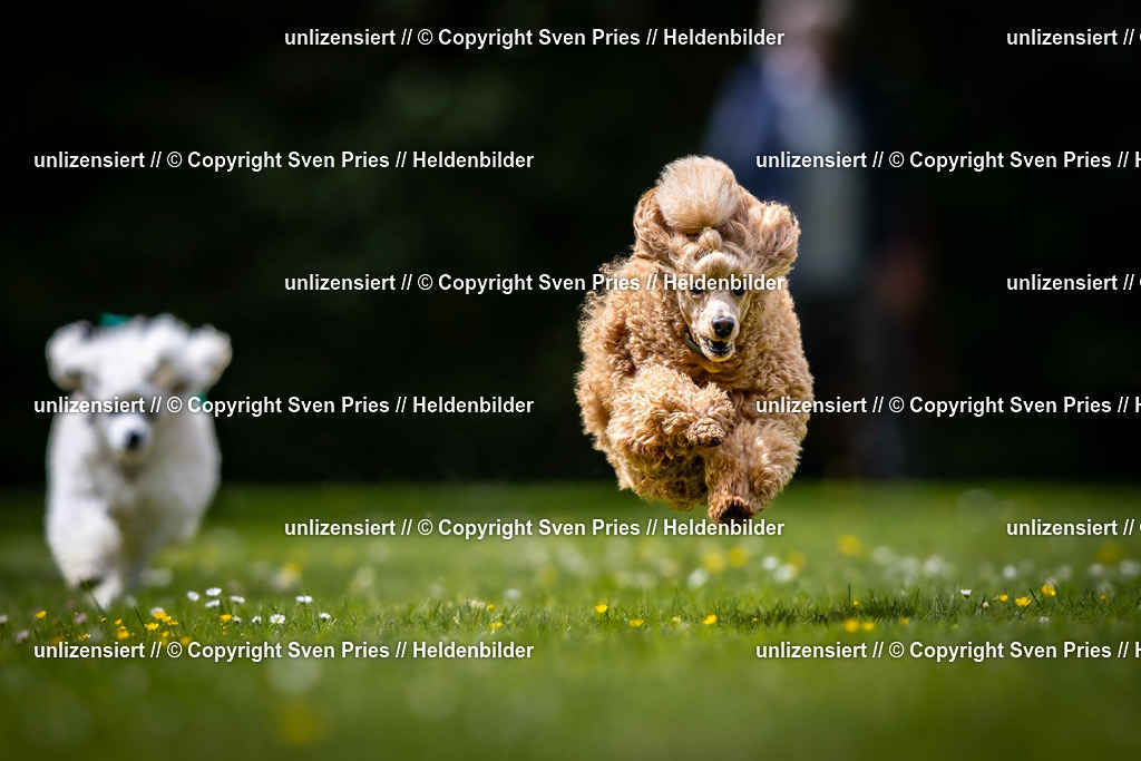 Sven Pries | 2026-05-14 - Hunderennen KA Durlach Vatertag 2026 - Realisiert mit Pictrs.com