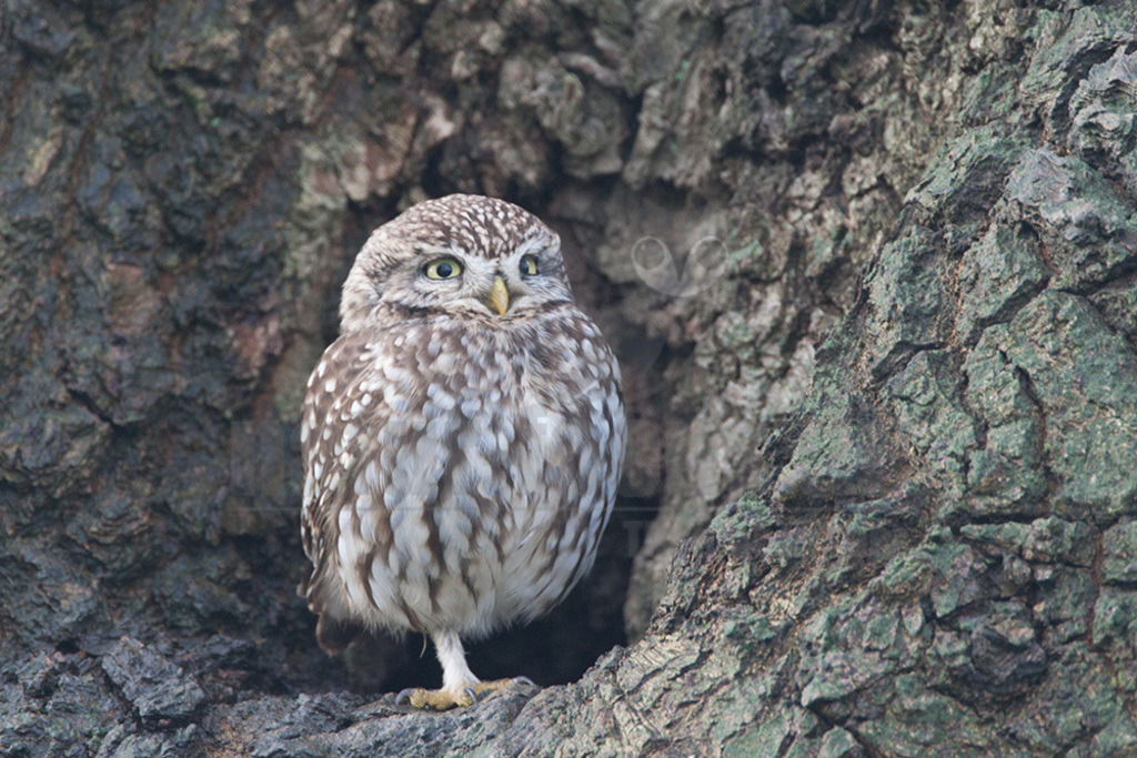 20080322_07462616396 | Der Steinkauz (Athene noctua) ist eine kleine, kurzschwänzige Eulenart aus der Familie der Eigentlichen Eulen (Strigidae). Das Verbreitungsgebiet des Steinkauzes erstreckt sich über Eurasien und Nordafrika. Er ist ein charakteristischer Bewohner der Baumsteppe mit spärlicher oder niedriger Vegetation und jagt bevorzugt auf dem Boden. - Realisiert mit Pictrs.com