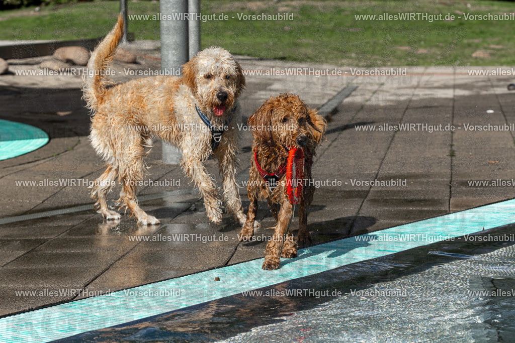 Hundeschwimmen_Volksbad_2026-allesWIRTHgut_Tierfotografie-2609061533-FAY07283 | Professionelle Tierfotografie in Mönchengladbach von Daniel Wirth (allesWIRTHgut). Liebevolle & natürliche Bilder von Hunden & Katzen für unvergessliche Erinnerungen.