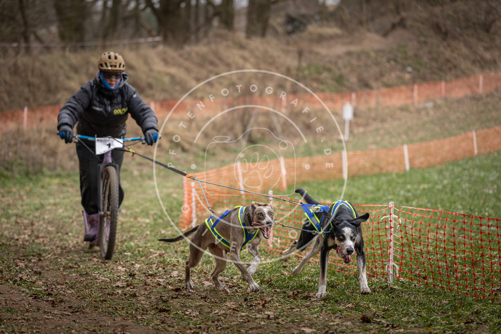 Pfotenfotografie_DV3A6646 | Hundefotografie, Tierfotograf, Pfotenfotografie, Fotoshooting Hund, Hunde Portrait, Hundesport, Hundeportraits, Heideshooting, Hunde, Sportfotograf, Hundefotograf, Turnierhundsport, THS,  - Realisiert mit Pictrs.com