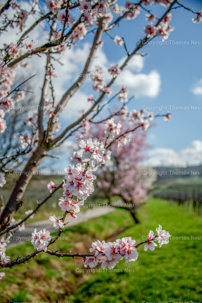 mandelbluete-kirchberg-bensheim-Bensheim-Fruehling-bergstrasse-kirche-sankt-georgFotografie-thomas-neu.jpg-11 | Blühender Mandelbaum im Frühling am Bensheimer Kirchberg mit Blick über die Stadt und die Weinberge an der Hessischen Bergstraße.