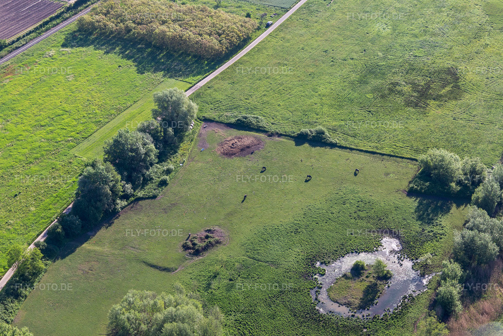 Luftbild: Biotop im Billigheimer Bruch im Ortsteil Mühlhofen in Billigheim-Ingenheim im Bundesland Rheinland-Pfalz in Deutschland. Foto: IMG_131481.jpg vom 14.05.2022 durch Werner Riehm/FLY-FOTO.de