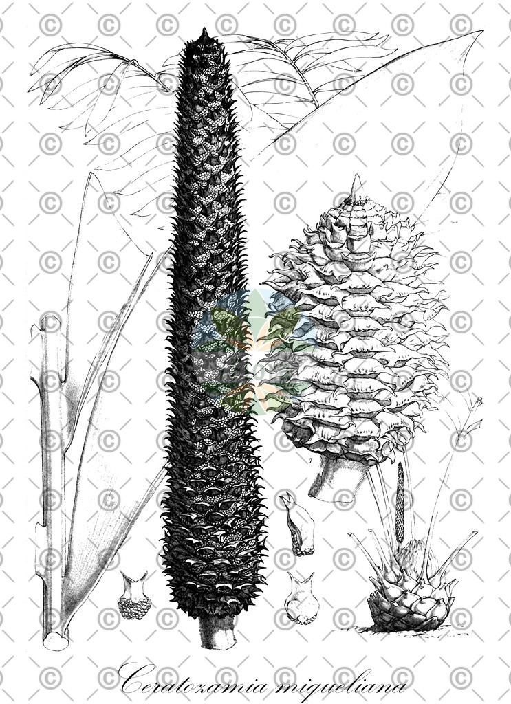 HistAbb_wfo-0000834943_1_ENZY_Simple | Historische Abbildung von Ceratozamia miqueliana - Zamiaceae | Historical Illustration of Ceratozamia miqueliana - Zamiaceae