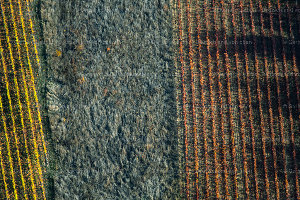 3807984 | Weinbergstrukturen bei Mainstockheim