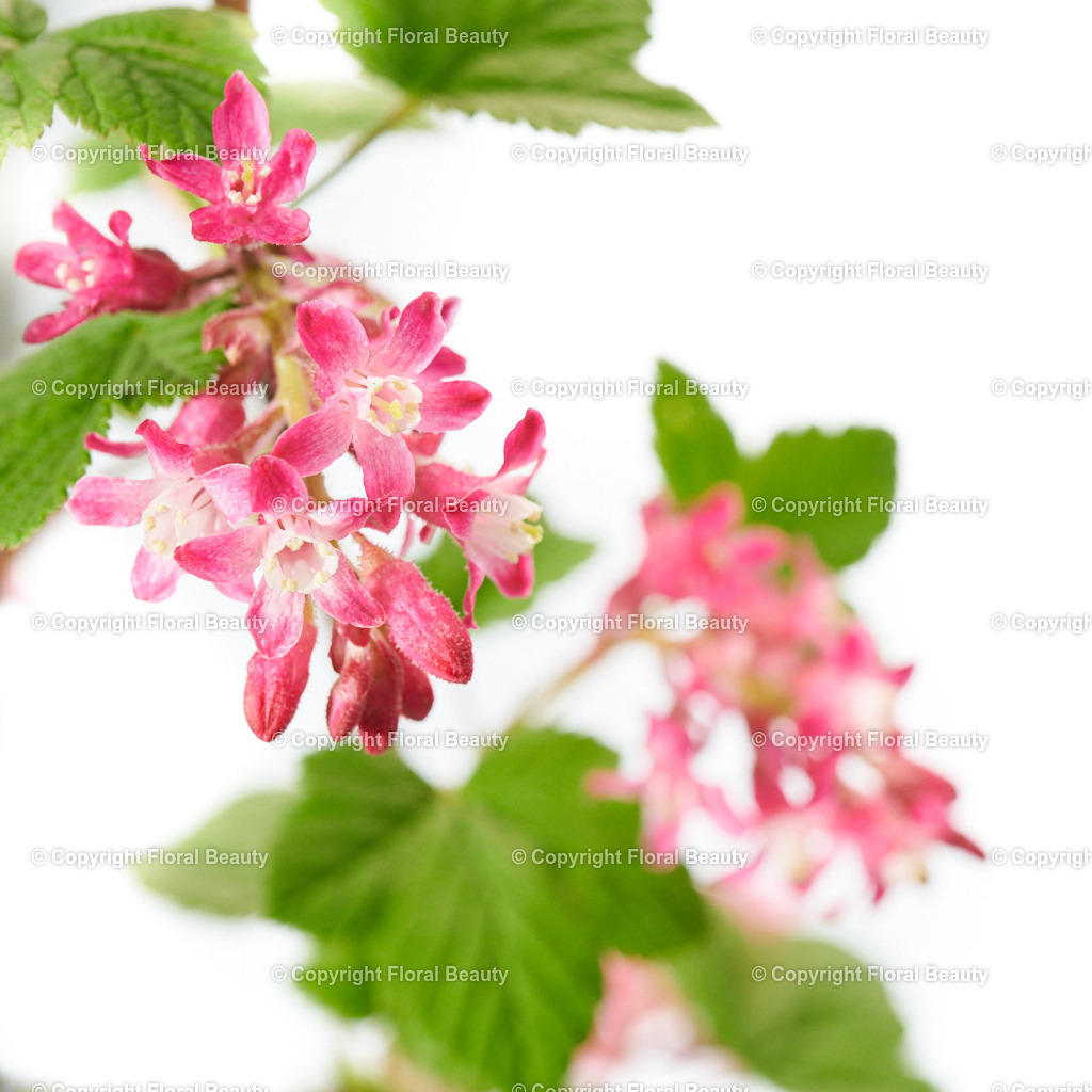 Ribes-sanguineum-Atrorubens-89401-HS | Onlineshop für hochwertige Wandbilder. Bei uns findet ihr selbstgestaltete Blumenmotive. Das perfekte Geschenk, als Praxisdeko oder die eigene Wohnung. Alle künstlerischen Blumenfotos sind auf Leinwand, FineArtPrint, Kunstdruck und vielem mehr zu erwerben - Realized with Pictrs.com