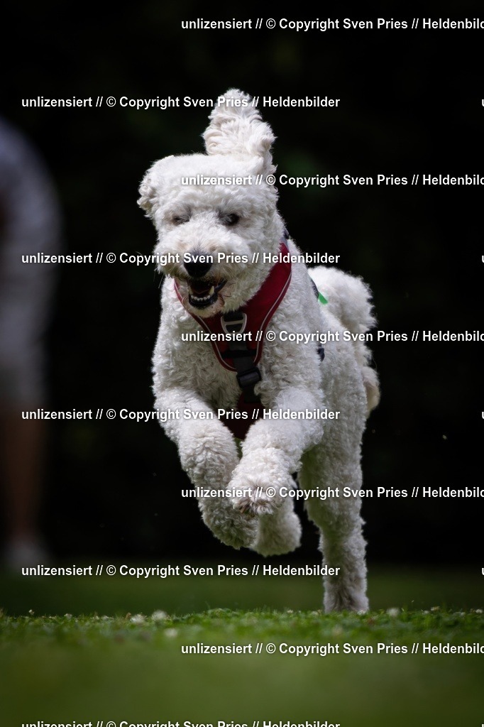 Sven Pries | 19. Allgemeines Hunderennen Karlsruhe Durlach - Realisiert mit Pictrs.com