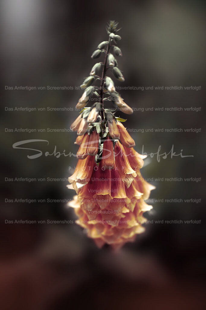 Wandbild Fingerhut | People- und Tierfotografie, Imageaufnahmen, Veranstaltungsfotografie und Wandbilder aus der Natur ★ Made in Germany ✔️ Druck + Downloads ✔️ Naturfotografie in Top Qualität ★ schneller Versand, weltweite Lieferung! - Realisiert mit Pictrs.com