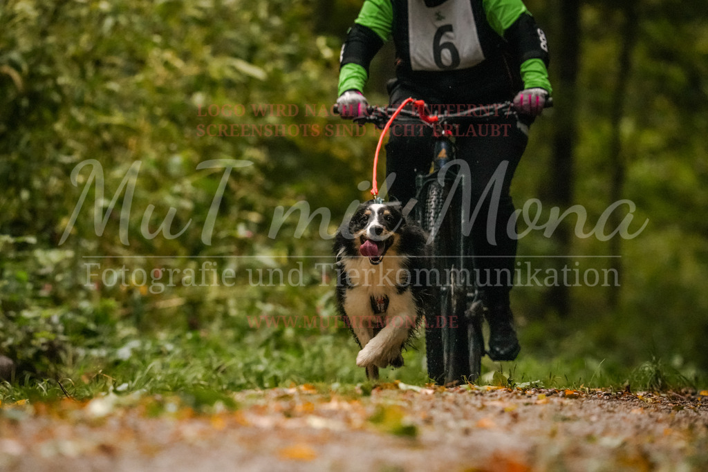 20251005_THS_Turnier-95 | MuT (Mensch und Tier) mit Mona - Fotografie und Tierkommunikation - Realisiert mit Pictrs.com
