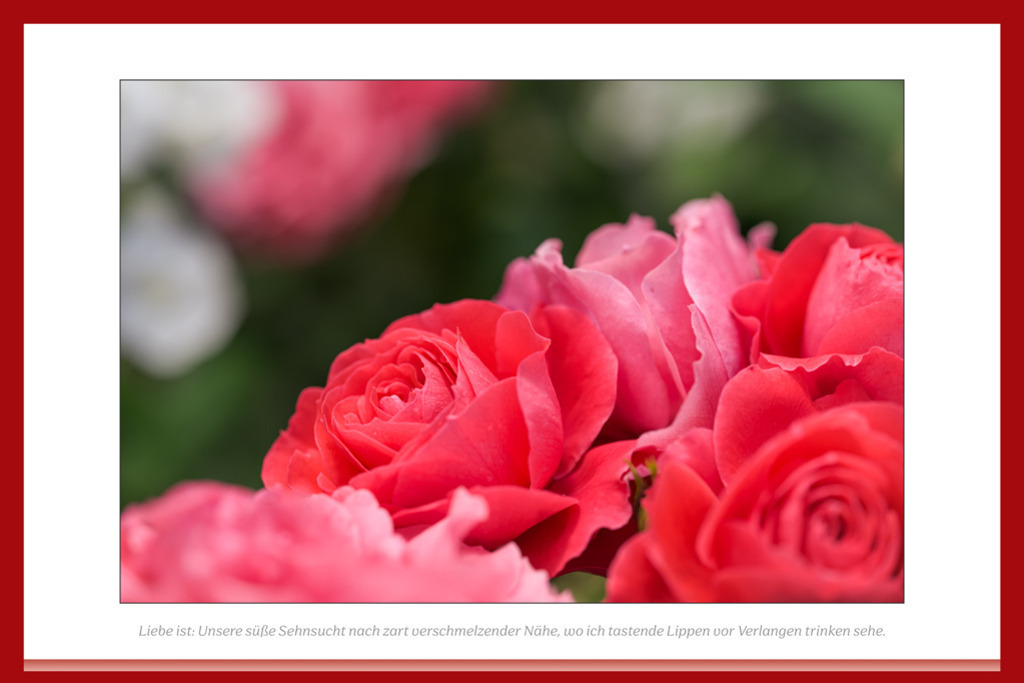 beetrose-cherry-girl-poesie-vb | Auflösung des Originals: 10800 x 7200 px. - Realisiert mit Pictrs.com