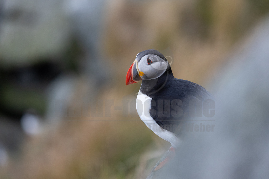 R5NF1950-20230719 | Das Bild zeigt einen Papageitaucher (Fratercula arctica) in Nahaufnahme. Der Vogel hat ein markantes Aussehen mit einem bunten Schnabel, einem weißen Gesicht und einem schwarzen Rücken. Er sitzt auf einem Felsen und blickt nach links. Es sind keine Interaktionen mit anderen Tieren oder Menschen sichtbar. - Realisiert mit Pictrs.com