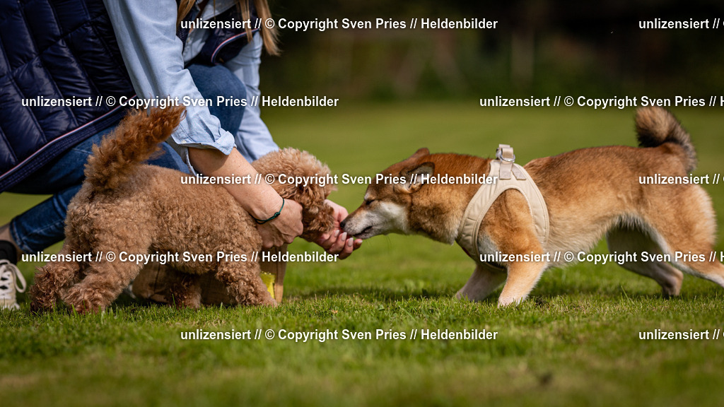 Sven Pries | 2024-09-22 - Hunderennen Baden-BadenPudelverein - Realisiert mit Pictrs.com