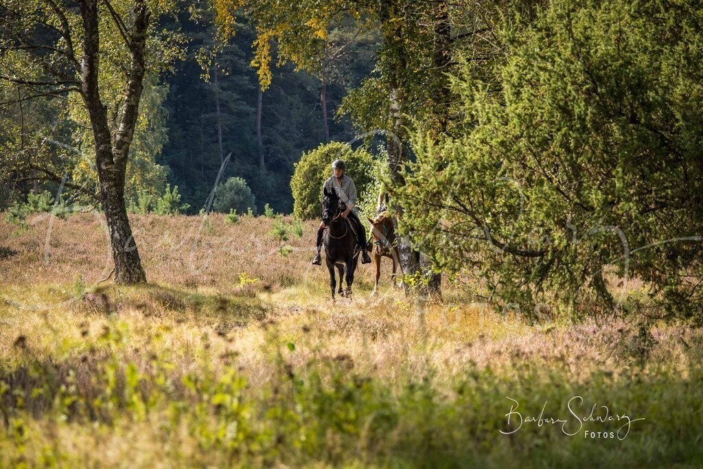 DdLH-WehlenerHeide_2025-09-20_88 | Fotografie, Veranstaltungs-Fotografie, Pferde-Fotografie, Landschafts-Fotografie, Reise-Fotografie - Realisiert mit Pictrs.com
