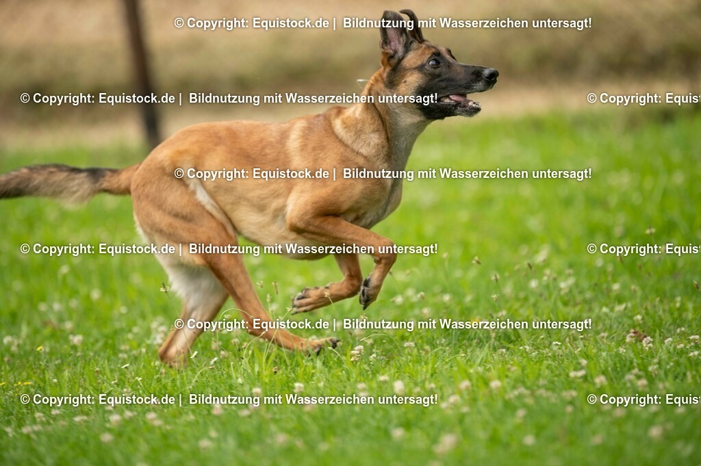 20210728_Schutzhund-in-Bewegung_0014 | Foto: Thomas Hartig