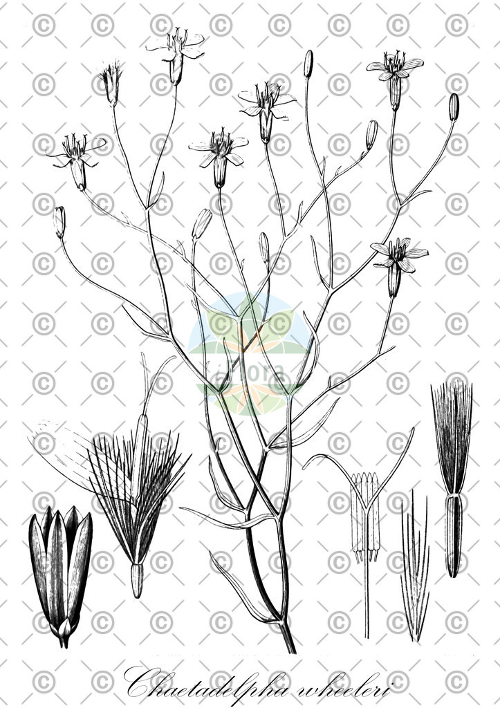 HistAbb_wfo-0000132232_1_ENZY_Simple | Historische Abbildung von Chaetadelpha wheeleri - Asteraceae | Historical Illustration of Chaetadelpha wheeleri - Asteraceae