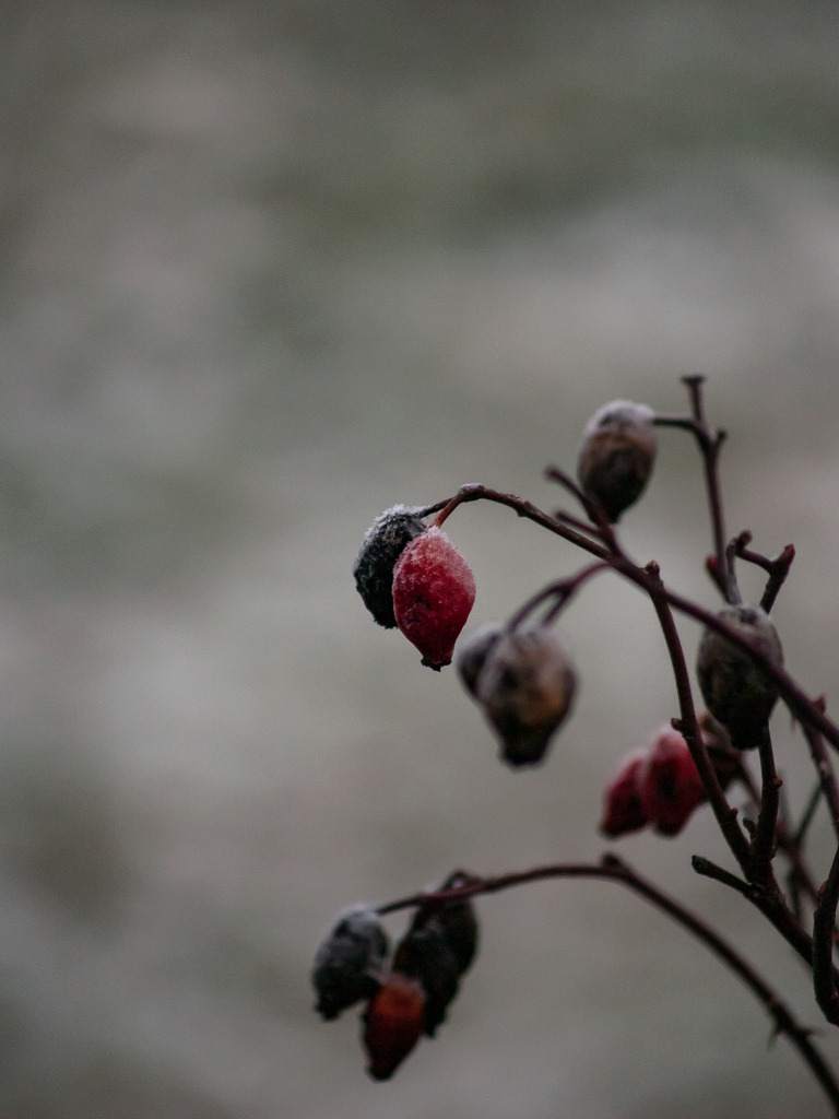 PSX_20230116_224236 | OLYMPUS DIGITAL CAMERA - Realisiert mit Pictrs.com