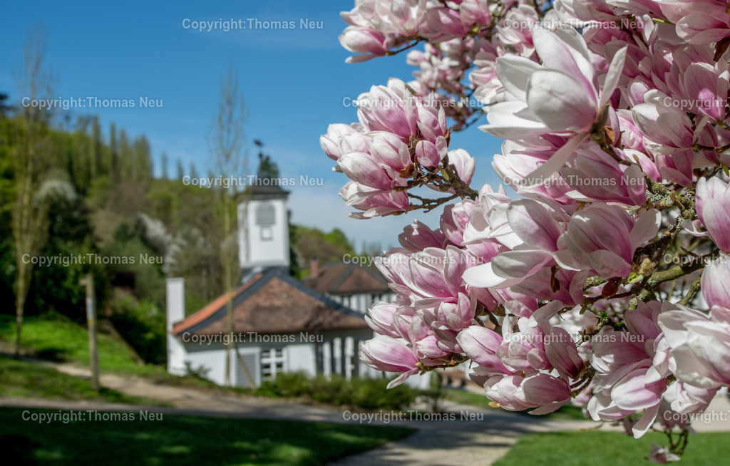Fuerstenlager-magnolienbluete-bensheim-auerbach-staatspark-parklandschaft-sommersitz-hessische-Fuerstenfamile-Fotografie-Thomas_Neu.jpg-18 | Blick über das historische Gebäudeensemble im Staatspark Fürstenlager in Bensheim-Auerbach, eingebettet in die frühlingshafte Landschaft der Bergstraße. Blühende Magnolien und frisches Grün rahmen die klassizistischen Gebäude, während sich im Hintergrund die bewaldeten Hänge des Odenwaldrandes erheben. Der ehemalige Sommersitz der Landgrafen von Hessen-Darmstadt zeigt sich hier in seiner ganzen landschaftlichen und architektonischen Schönheit.,Bild: Thomas Neu