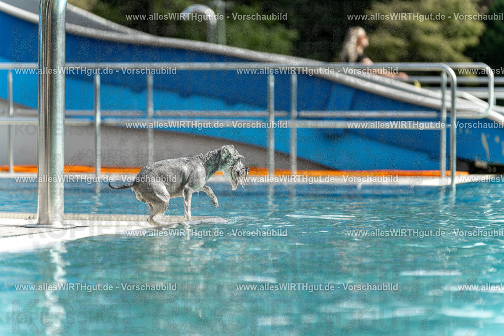 Hundeschwimmen_Volksbad_2026-allesWIRTHgut_Tierfotografie-2609061521-7R501474 | Professionelle Tierfotografie in Mönchengladbach von Daniel Wirth (allesWIRTHgut). Liebevolle & natürliche Bilder von Hunden & Katzen für unvergessliche Erinnerungen.