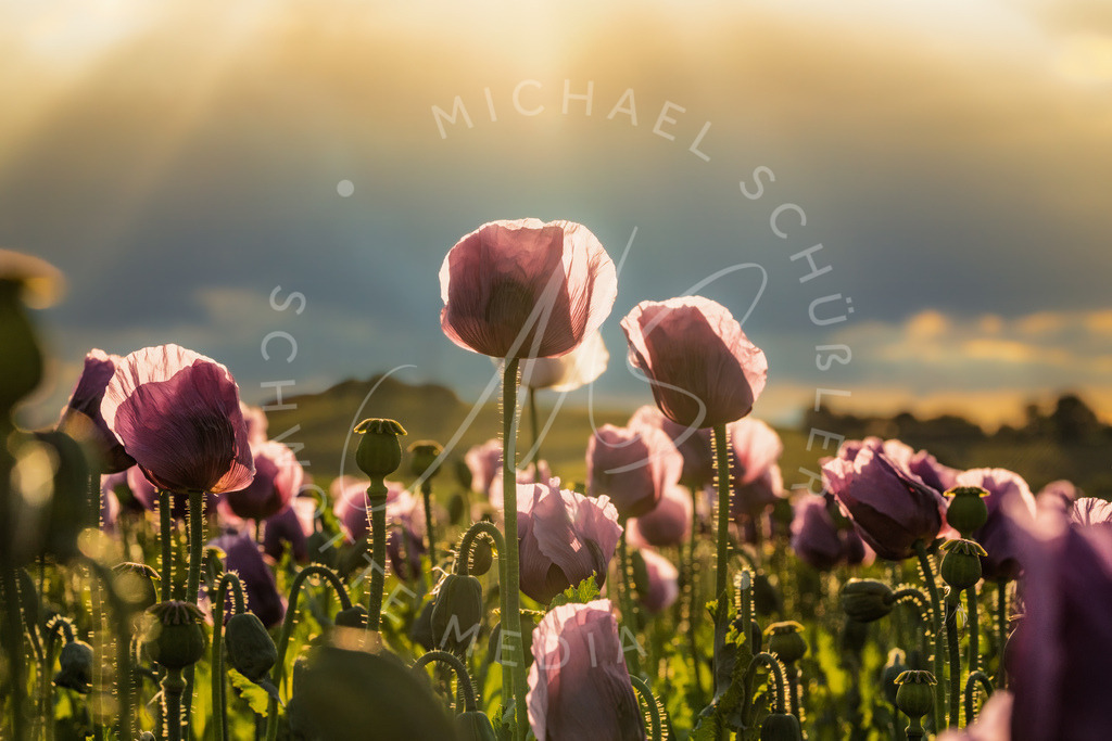 2025-05-20 2025-05-20 Erlenbacher Oelmuehle Mohnblumen 219 | Schwotte Media - Realisiert mit Pictrs.com