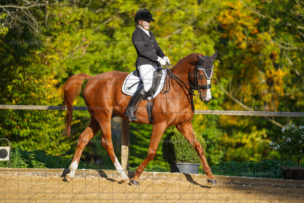 20221007-FAH00232 | Diessen am Ammersee, 2022, Dressur- und Springturnier, Reitsportbilder, Turnierfotografen Bayern, Pferdefotografen, Fotoagentur Herrmann, Turnierbilder