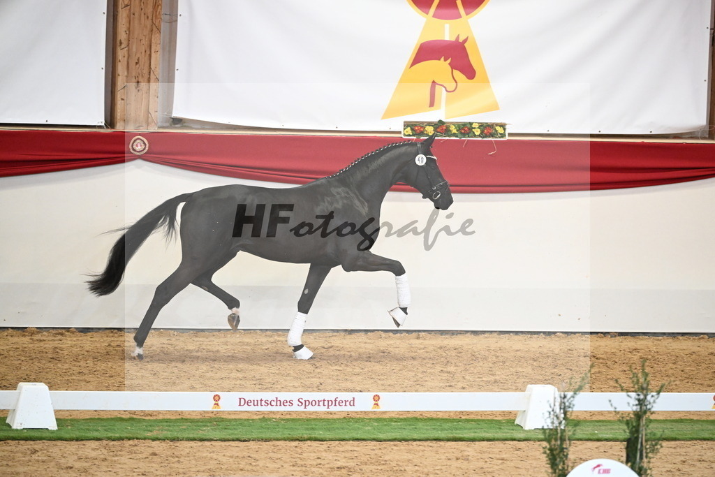Kat.-Nr. 49 v. Debutant PS_Greim_2250160 | hf-fotografie - Realisiert mit Pictrs.com
