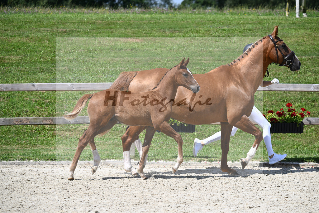 Vigaro x Starlight_HF_Weber_29240317 | hf-fotografie - Realisiert mit Pictrs.com
