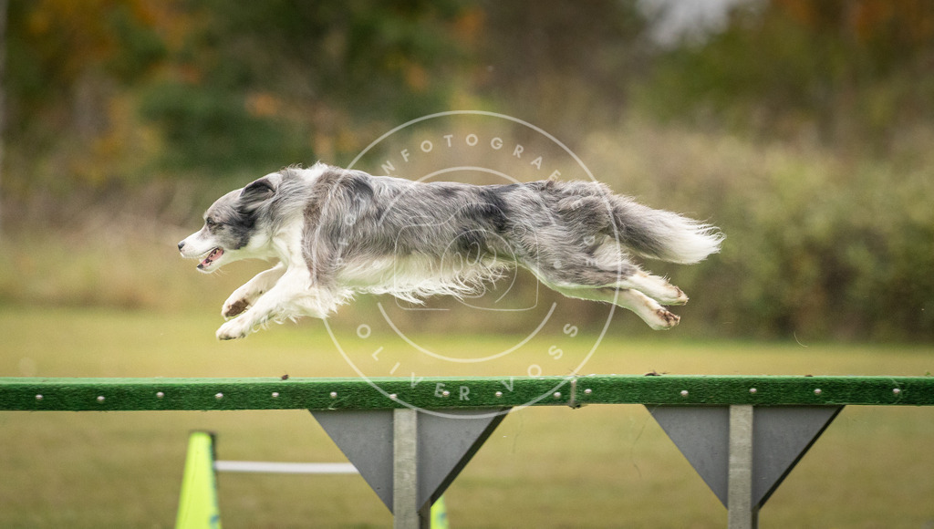 Pfotenfotografie_DV3A0143 | Hundefotografie, Tierfotograf, Pfotenfotografie, Fotoshooting Hund, Hunde Portrait, Hundesport, Hundeportraits, Heideshooting, Hunde, Sportfotograf, Hundefotograf, Turnierhundsport, THS,  - Realisiert mit Pictrs.com