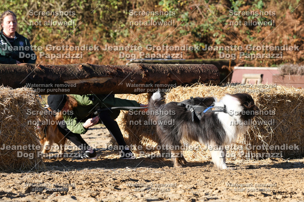Dog Paparazzi - Strongdog 10-25-1534 | Dog Paparazzi Jeanette Grottendiek Fotografie & Videografie - Realisiert mit Pictrs.com
