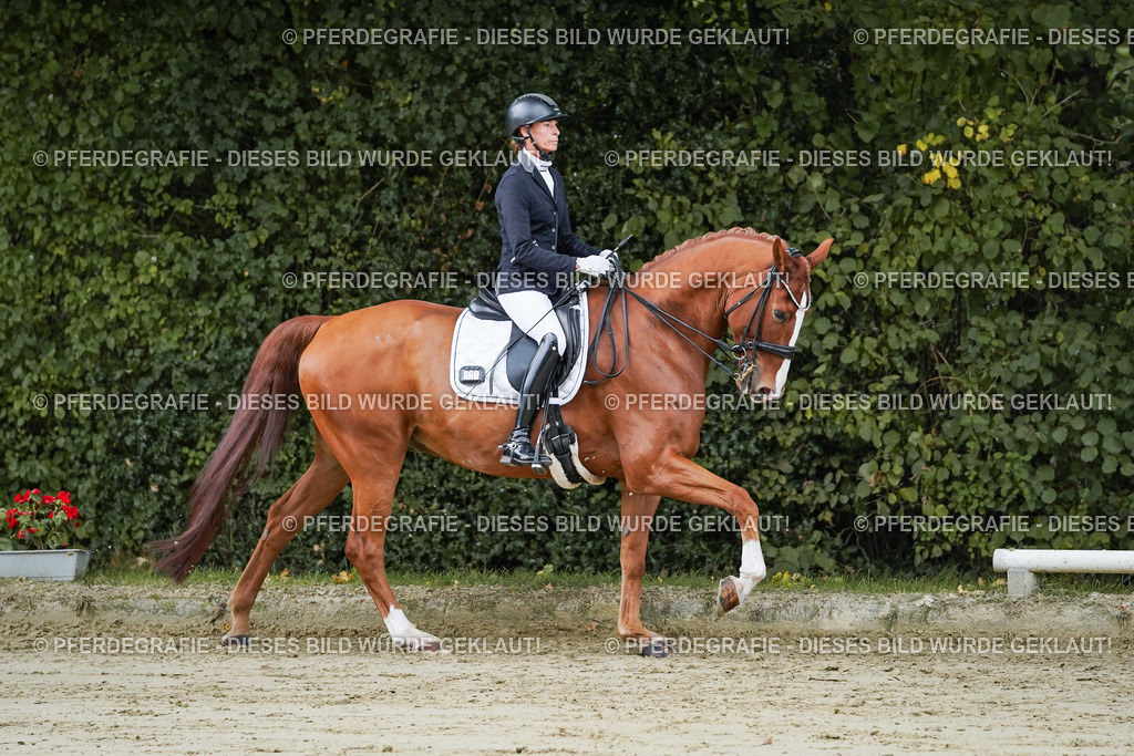 DSC08170 | Pferdegrafie