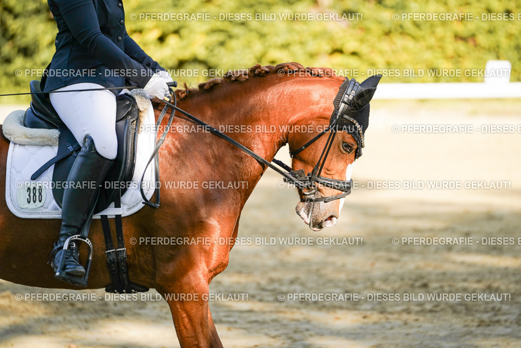 DSC06047 | Pferdegrafie